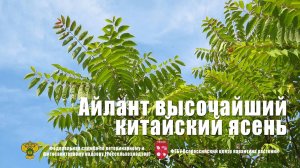 Айлант высочайший, китайский ясень (Ailanthus altissima (Mill.) Swingle)