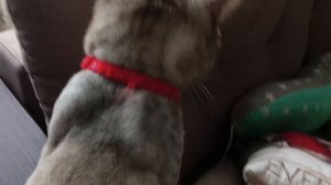 коты дерутся