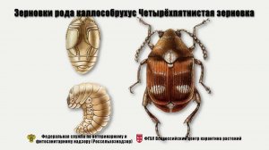 Зерновки рода каллособрухус Четырёхпятнистая зерновка