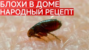 НАРОДНЫЙ РЕЦЕПТ. КАК ИЗБАВИТЬСЯ ОТ БЛОХ В КВАРТИРЕ БЫСТРО И БЕЗОПАСНО?