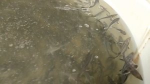 Осетровая ферма