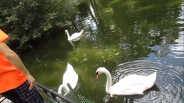 Как Я Кормил Лебедей смотреть онлайн