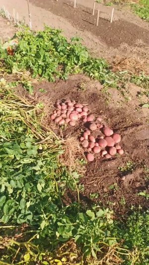 КАРТОФЕЛЬ ШАРВАРИ ПИРОШКА,САРПА МИРА,МЕМФИС И КРУПНОПЛОДНЫЙ ЧЕСНОК