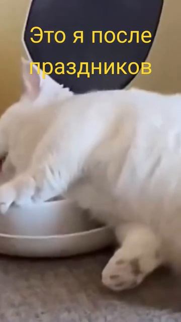 после праздников #котейка #котики #прикол #животные смотреть онлайн