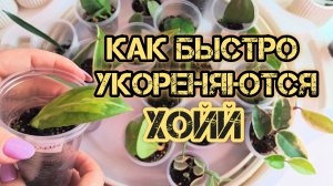 Как быстро укореняются хойи 05-03-2025