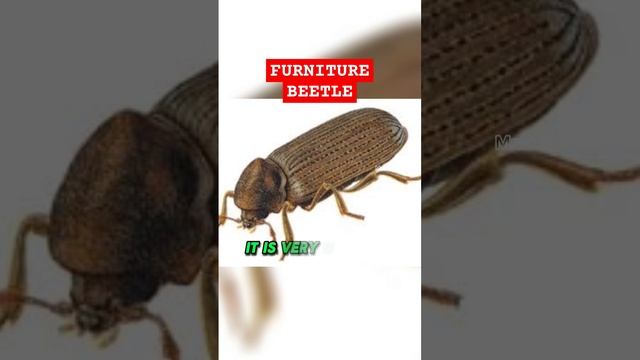 FURNITURE BEETLE mrdull12 up  highlightsシ fbreelsfypシ reels trend viral insects