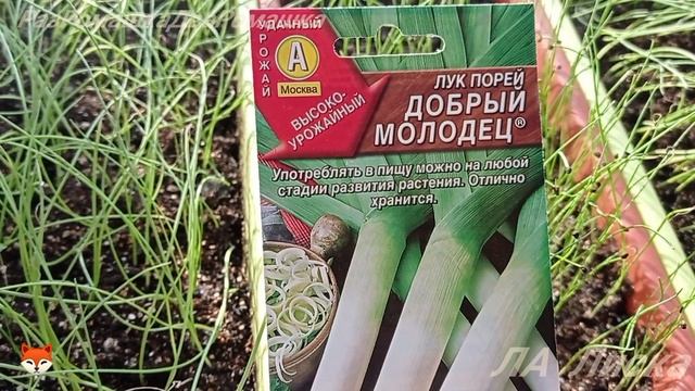 17.03.2025 уДача-дача. ЛУК В РАССАДЕ ЧЕРЕЗ МЕСЯЦ. ЭКСИБИШЕН , ПОРЕЙ, ЯЛТИНСКИЙ БЕЛЫЙ, ЧЁРНЫЙ ПРИНЦ.