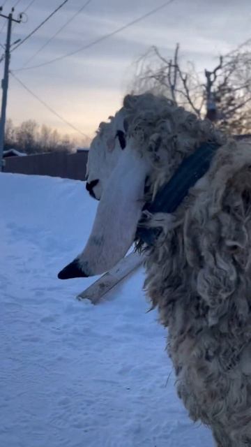 Баран породы кайла 