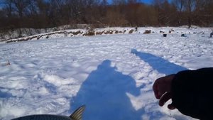 Язь рыбалка на мормышку