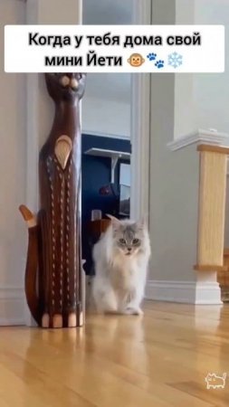 невероятно красивый котик
