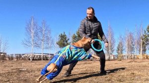Пуллер_Любимая_игрушка_Веги
