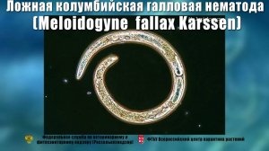 Ложная колумбийская галловая нематода (Meloidogyne  fallax Karssen)