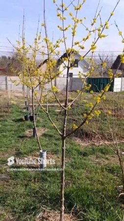 В Крыму цветет кизил.Сильные саженцы с цветочными почками.Март 2025. #сад #дача