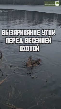 Вызаривание  утки перед весенней охотой