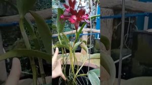 Cattleya Sagarik Wax 'African Beauty'