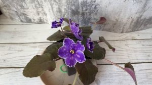 Обзор цветущих стандартов на 16.03.2025