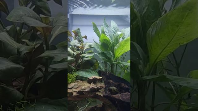 guppy & Neritina смотреть онлайн