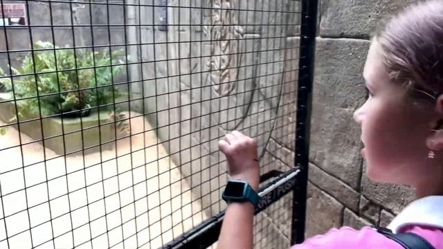 VLOG // ЗООПАРК В ПОРТУГАЛИИ смотреть онлайн