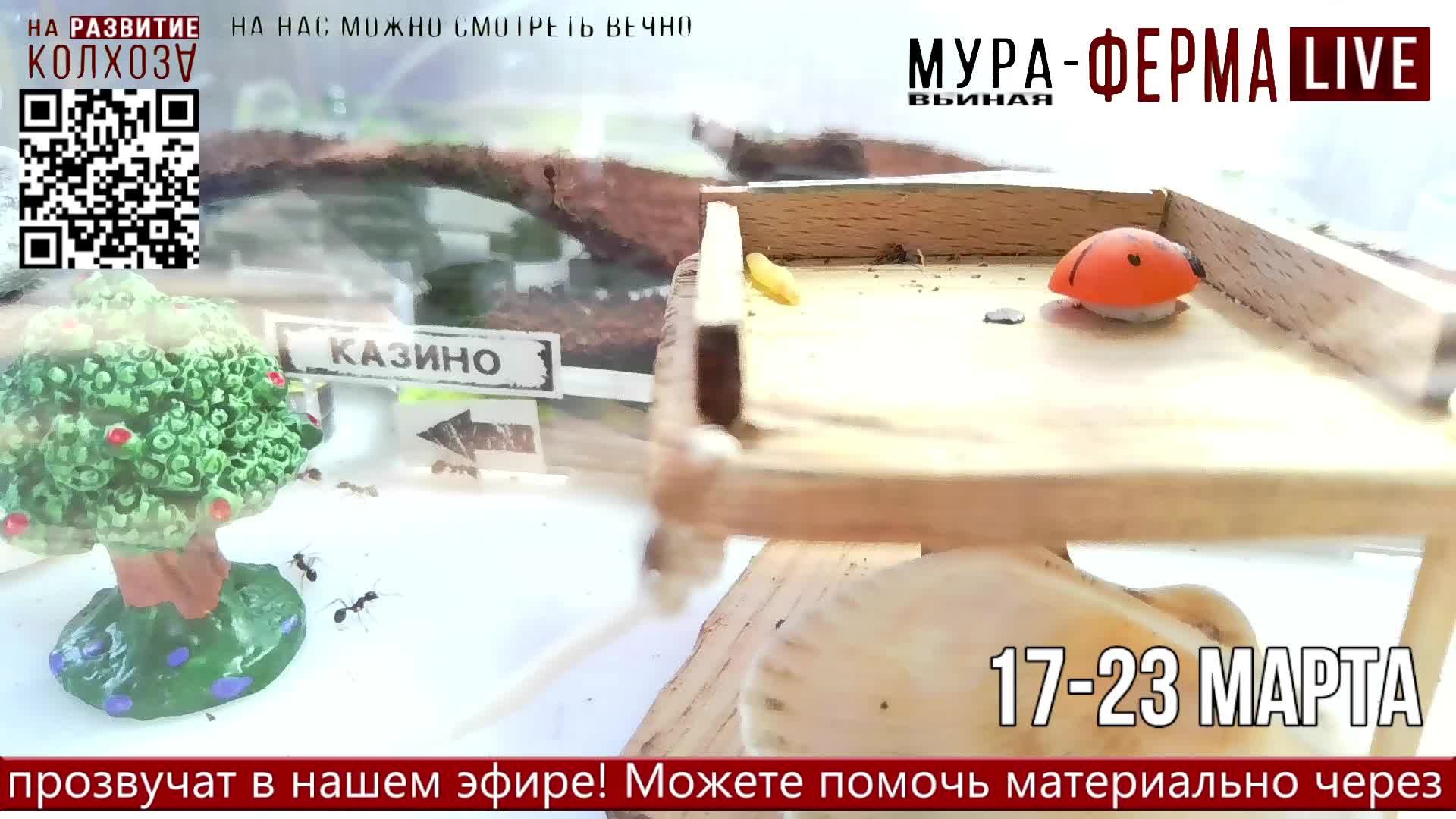 МУРА-ферма LIVE.Бункер 25.Червячок на завтрак! Муравьиная ферма!Муравьи Жнецы.+радио "Мураши LIVE".