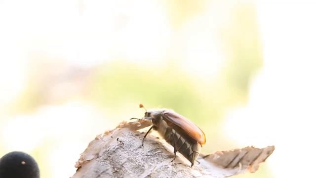 майский жук залетел в гости смотреть онлайн