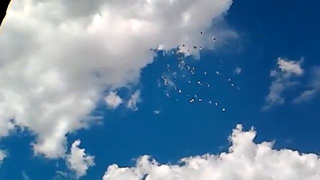 Голуби Паши Оренбургского