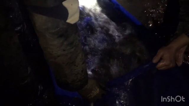 Зарыбление Карачуновского водохранилища 20 ноября 2019 года смотреть онлайн