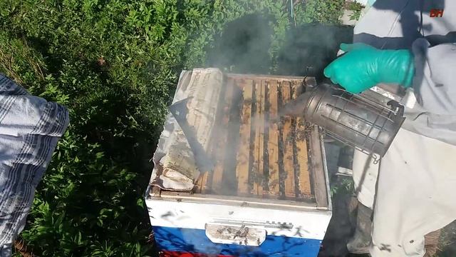 пасека, результаты зимовки в деревянных ульях (итог) смотреть онлайн