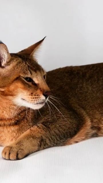 Conheça o gato Chausie  Parece uma onça!  Vídeo completo no canal  shorts