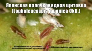Японская палочковидная щитовка (Lopholeucaspis japonica Ckll.)