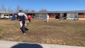 1 Отл. КЧК Negus Karil's ALAN +++ №22 / КЧК БРОННИЦЫ 16 марта`25 P.Firic Моно немецких овчарок