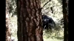 Быстро Идущий Йети