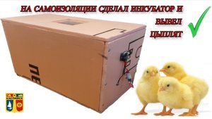НА САМОИЗОЛЯЦИИ СДЕЛАЛ ИНКУБАТОР И ВЫВЕЛ ЦЫПЛЯТ. ИНКУБАТОР СВОИМИ РУКАМИ. КОРМЛЕНИЕ ЦЫПЛЯТ.