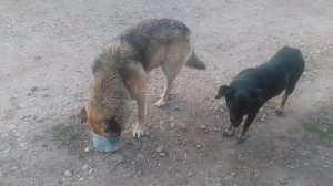 Пёс 5 сезон 7 серия поесть чуток VID_20250311_172716-4