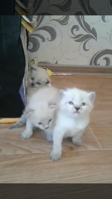 НЕВСКАЯ МАСКАРАДНАЯ смотреть онлайн