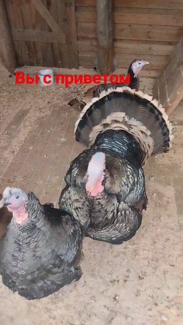 здрасте смотреть онлайн