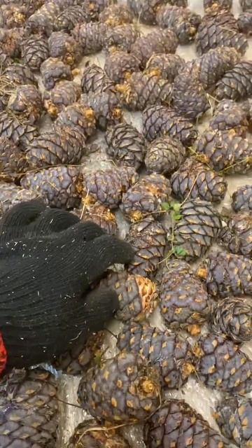 Шишки кедровые 💯 лайков 🙏👍👍 смотреть онлайн