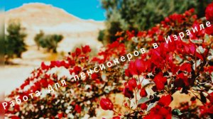 Работа в Израиле для пенсионеров/ #работа_израиль