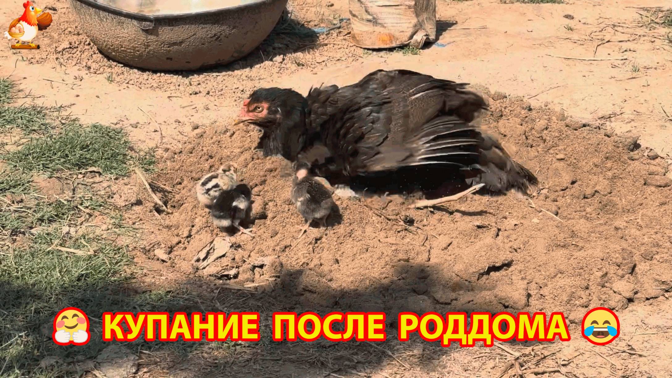 Купание в пыли молодой мамочки после 3-х недель насиживания ❣️🤗😂