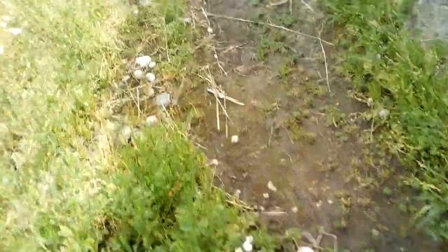 помогите спасти!!!Для канала: В саду работаю с любовью.Состояние на 24.06.21год!