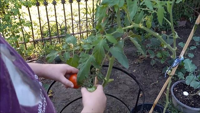 Time to Harvest and Eat! Dinner from the Garden! #frugalliving #vegetablegardening #preppingforshtf