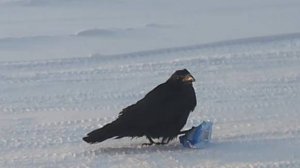 Ворон с фантиком
