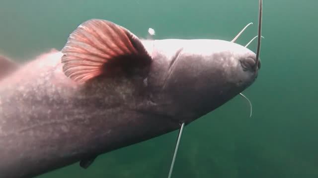 сом 27 кг смотреть онлайн