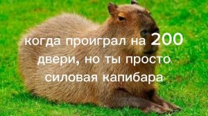 мем про дорс