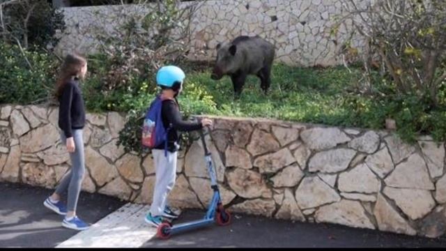 КАБАНЫ В ХАЙФЕ