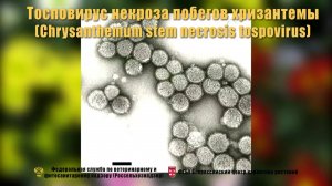 Тосповирус некроза побегов хризантемы (Chrysanthemum stem necrosis tospovirus)