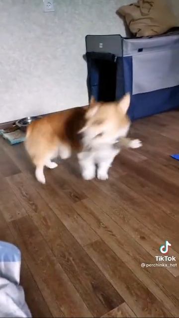 мышка сосиска, собачка жевачка, кошка картошка, ку-ку я немножко!😂 смотреть онлайн