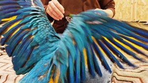 Сине-желтый ара. Птенцы