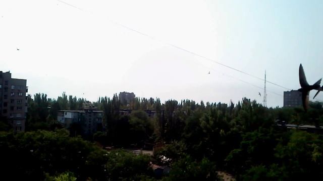 Ласточки охотятся смотреть онлайн