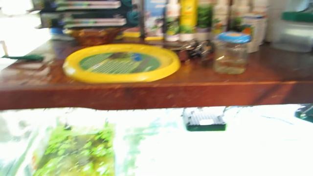 Артемия заколочена.Малёк покормлен. смотреть онлайн