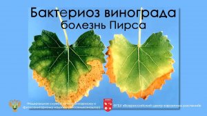 Бактериоз винограда (болезнь Пирса)
